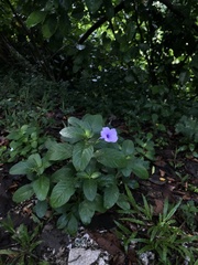 Ruellia tuberosa