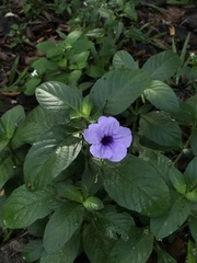 Ruellia tuberosa