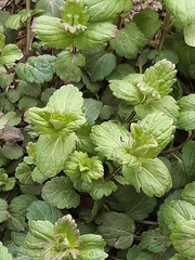 Veronica chamaedrys