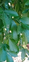 Biprorulus bibax