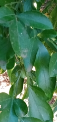 Biprorulus bibax