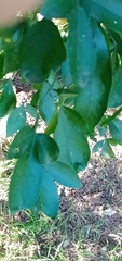 Biprorulus bibax
