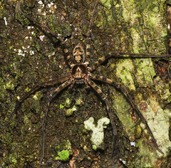 Heteropoda procera