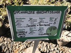 Dyschoriste hirsutissima