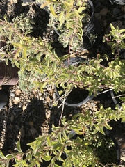 Dyschoriste hirsutissima