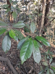 Lithocarpus glaber