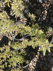 Dyschoriste hirsutissima