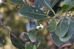 Avicennia schaueriana