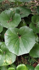 Farfugium japonicum japonicum