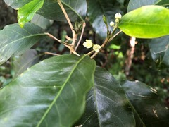 Sarcomelicope simplicifolia