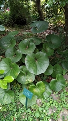 Farfugium japonicum japonicum