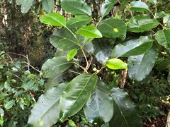 Sarcomelicope simplicifolia