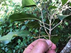 Sarcomelicope simplicifolia