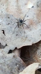 Pardosa ontariensis
