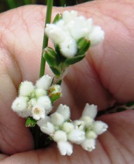 Lachnaea greytonensis