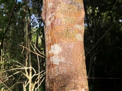 Sarcomelicope simplicifolia