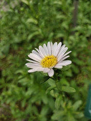 Aster oldhamii