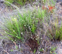 Lachnaea greytonensis