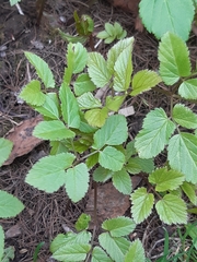 Aegopodium podagraria
