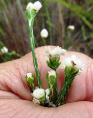 Lachnaea greytonensis