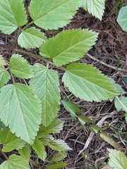 Aegopodium podagraria