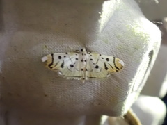 Pycnarmon radiata