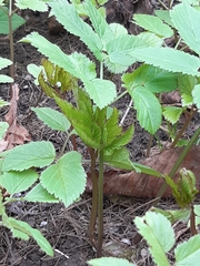 Aegopodium podagraria