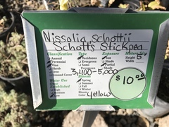 Nissolia schottii