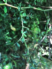 Everistia vacciniifolia nervosa