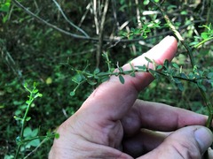 Everistia vacciniifolia nervosa