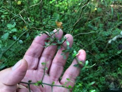 Everistia vacciniifolia nervosa