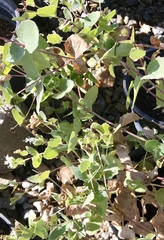 Guardiola platyphylla