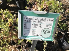 Guardiola platyphylla