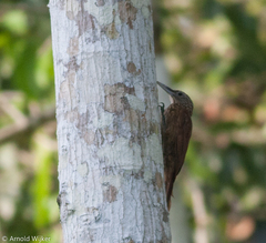Xiphorhynchus guttatus