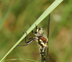 Eusynthemis brevistyla
