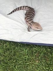 Tiliqua