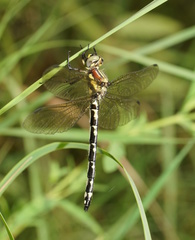 Eusynthemis brevistyla