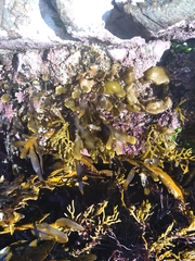 Zonaria aureomarginata