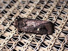 Proteuxoa microspila