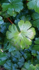 Geranium lucidum