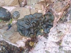 Codium convolutum