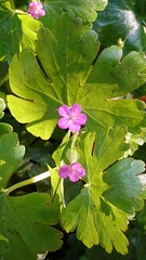 Geranium lucidum