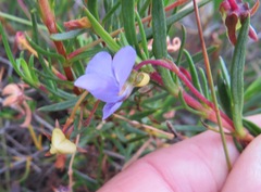 Viola decumbens scrotiformis