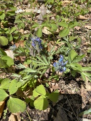 Corydalis turtschaninovii