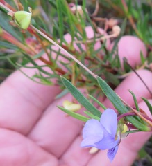Viola decumbens scrotiformis