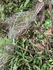 Takydromus formosanus