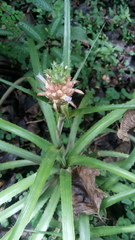 Ananas comosus microstachys