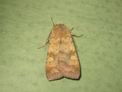 Diarsia canescens