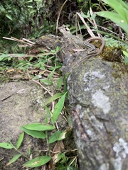 Takydromus formosanus