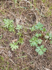 Ranunculus